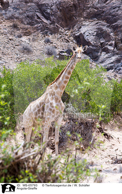 Angola-Giraffe / WS-05793