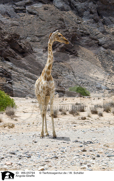 Angola-Giraffe / giraffe / WS-05794