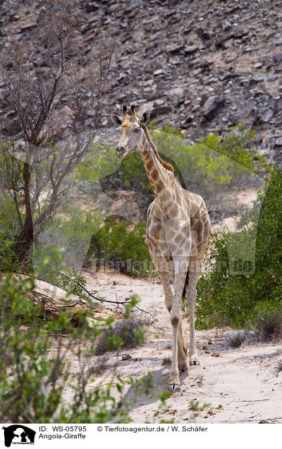 Angola-Giraffe / WS-05795