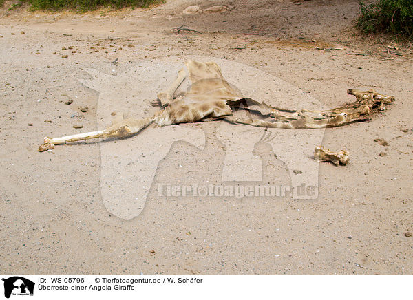 berreste einer Angola-Giraffe / WS-05796