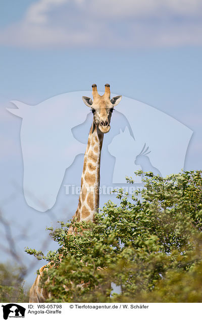 Angola-Giraffe / WS-05798