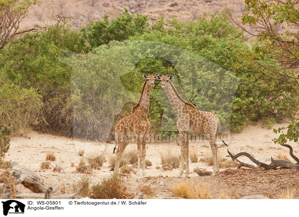 Angola-Giraffen / giraffes / WS-05801