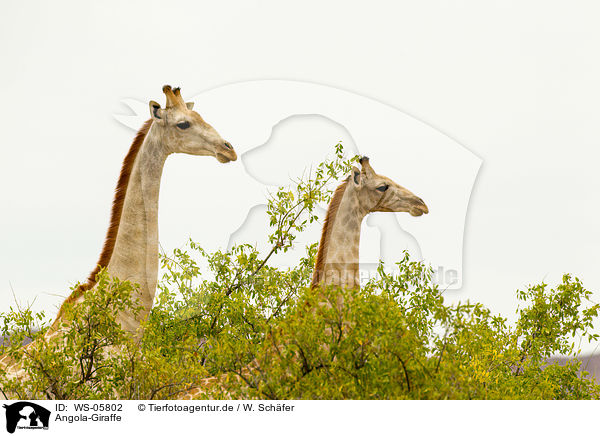 Angola-Giraffe / WS-05802