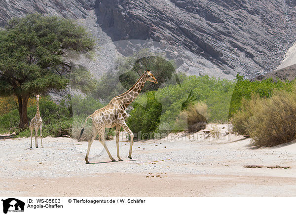 Angola-Giraffen / WS-05803