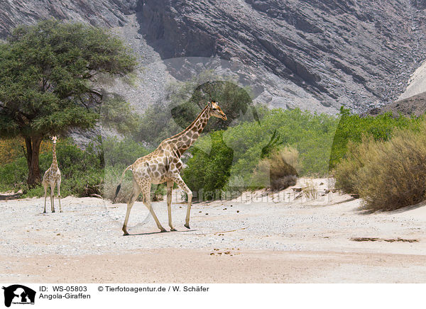 Angola-Giraffen / giraffes / WS-05803