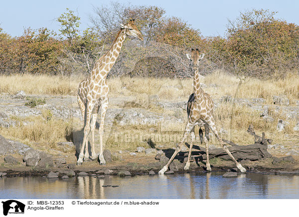 Angola-Giraffen / Angola Giraffes / MBS-12353