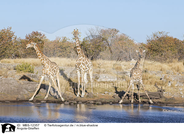Angola-Giraffen / Angola Giraffes / MBS-12357