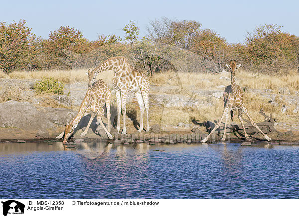 Angola-Giraffen / Angola Giraffes / MBS-12358