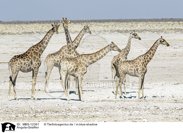 Angola-Giraffen / MBS-12361