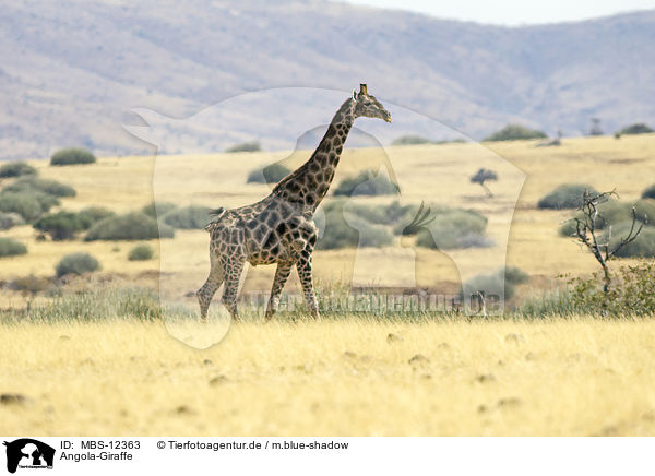 Angola-Giraffe / Angola Giraffe / MBS-12363