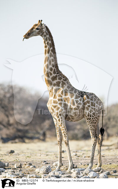 Angola-Giraffe / MBS-12374