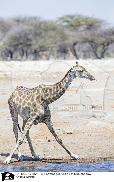 Angola-Giraffe / MBS-12382
