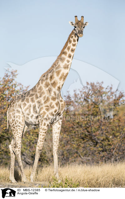 Angola-Giraffe / MBS-12385