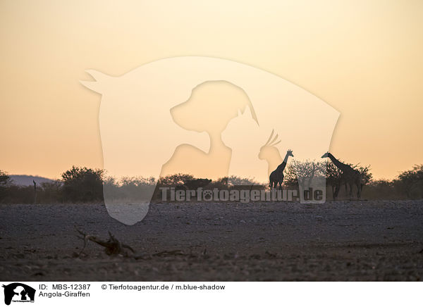 Angola-Giraffen / MBS-12387