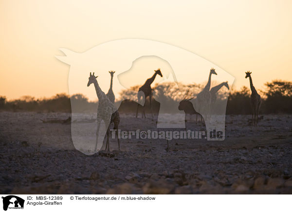 Angola-Giraffen / Angola Giraffes / MBS-12389
