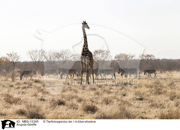 Angola-Giraffe / MBS-12395