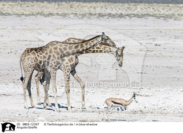 Angola-Giraffe / MBS-12397
