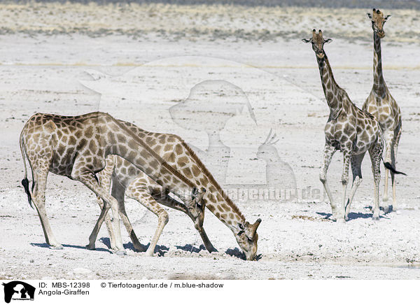 Angola-Giraffen / Angola Giraffes / MBS-12398