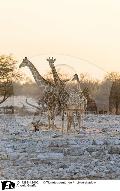 Angola-Giraffen / MBS-12402