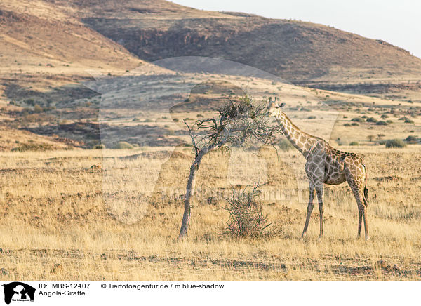 Angola-Giraffe / MBS-12407