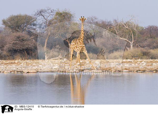 Angola-Giraffe / MBS-12410