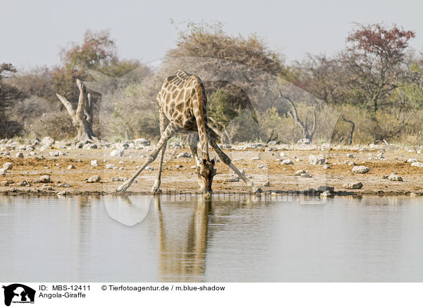 Angola-Giraffe / MBS-12411