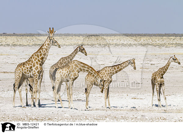 Angola-Giraffen / Angola Giraffes / MBS-12421