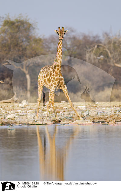 Angola-Giraffe / Angola Giraffe / MBS-12428