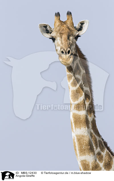 Angola-Giraffe / MBS-12430