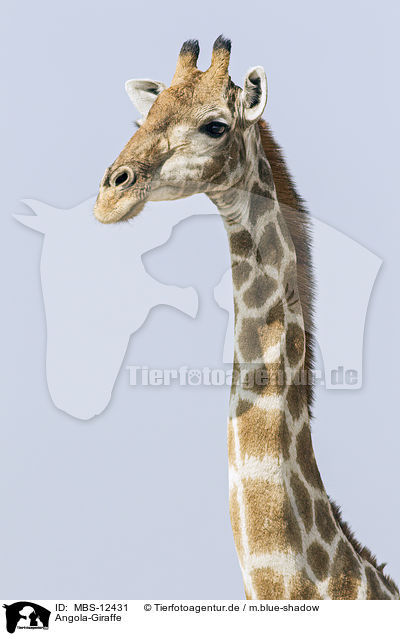 Angola-Giraffe / MBS-12431