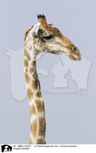 Angola-Giraffe / MBS-12432