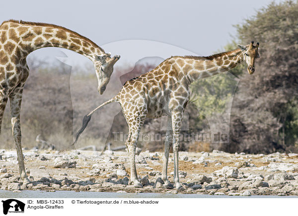 Angola-Giraffen / MBS-12433
