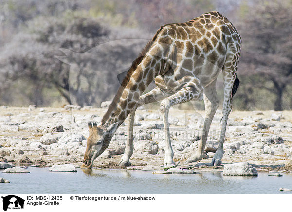 Angola-Giraffe / MBS-12435