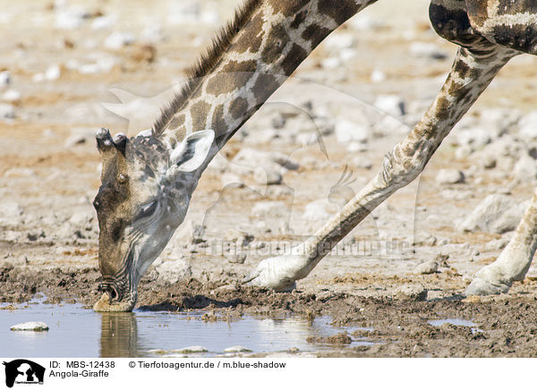 Angola-Giraffe / Angola Giraffe / MBS-12438