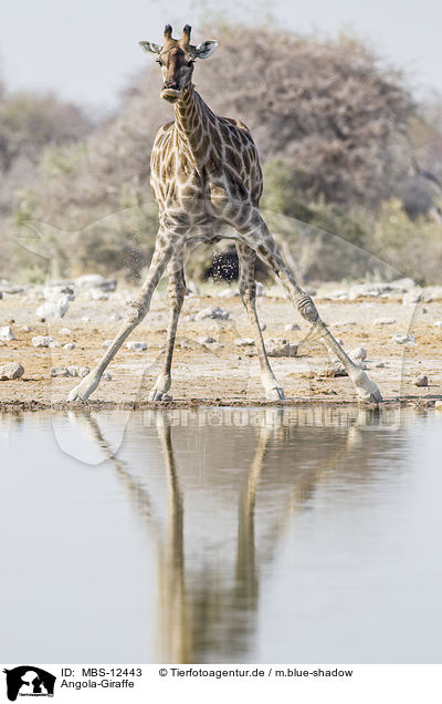 Angola-Giraffe / MBS-12443