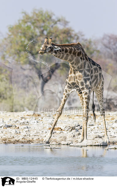 Angola-Giraffe / Angola Giraffe / MBS-12445