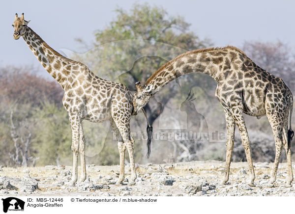 Angola-Giraffen / MBS-12446