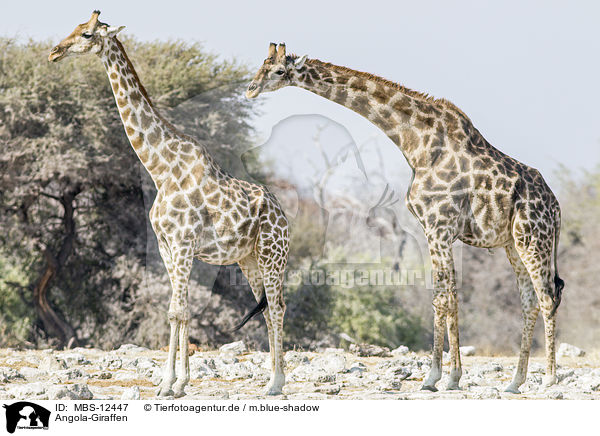 Angola-Giraffen / MBS-12447
