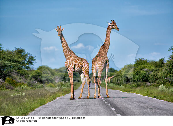 Angola-Giraffen / Angola Giraffes / JR-03154