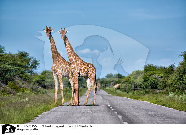 Angola-Giraffen / JR-03155