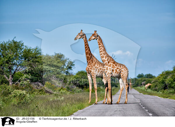 Angola-Giraffen / Angola Giraffes / JR-03156