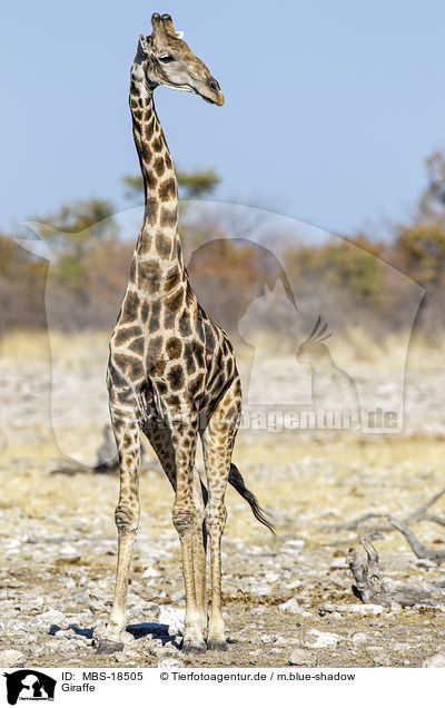 Giraffe / MBS-18505