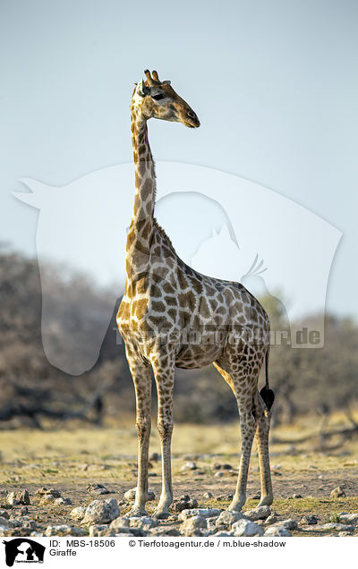 Giraffe / MBS-18506