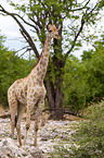 Angola-Giraffe