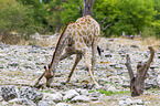 Angola-Giraffe