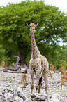 Angola-Giraffe