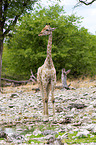 Angola-Giraffe