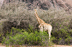 Angola-Giraffe