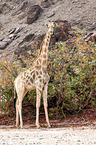 Angola-Giraffe