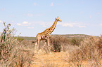 Angola-Giraffe